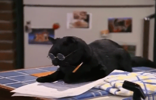Now, a black cat writing? Now that's just silly!