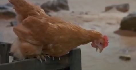 "Why so anti-chicken? Do you work for Chik-fil-A or something?"