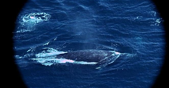 I wonder if someone was intending to film a nature documentary, but gave up on the project, and then people had to decide what to do with the footage that was already recorded which led to the creation of this film!