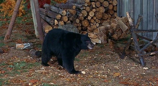 Yep, they have a pet bear.