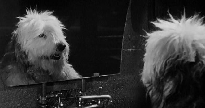 "Who is that dog I see, staring straight back at me? Why is my reflection someone I don't know?"