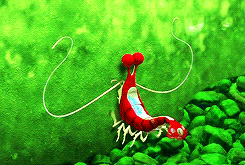 iamashamedfiningnemo