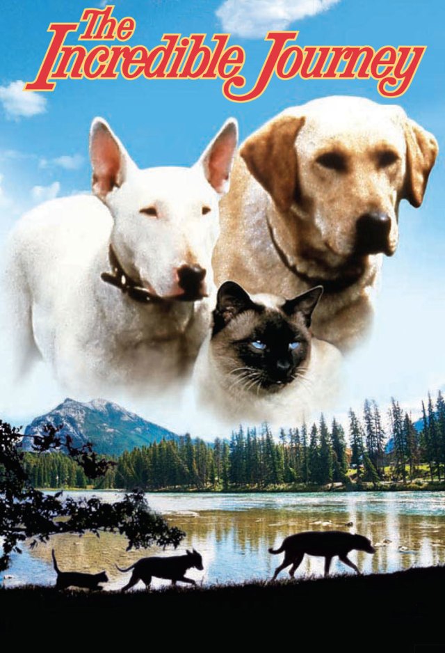 Movie About Two Dogs And A Cat 60 Photos - Moonagedaydream.film